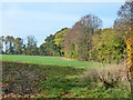 Mature hedgerows near Bures