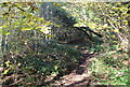 Woodland, bottom of Rhiw Syr Dafydd Hill, Oakdale