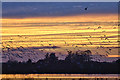 TL5268 : Birds over The Washes by Bob Jones