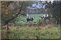 Frisian Cattle at Moss Farm