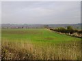 Crop field and hedgerow, Anteforth