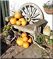 Pumpkin display, Washford