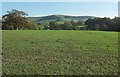 Young crop, North Chideock