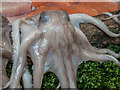 Octopus, Borough Market, London SE1