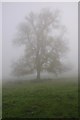 SO9540 : Tree in fog by Philip Halling