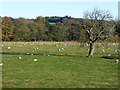 Field with sheep near Shelly Bridge