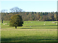 Sheep in parkland near Needless Hall