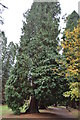 TQ7233 : Redwoods, Bedgebury Pinetum by N Chadwick