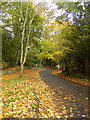 NZ1786 : Autumn colours along St Leonard's Lane, Mitford by Oliver Dixon