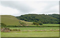 SN5369 : Pasture and woodland south of Llanrhystud, Ceredigion by Roger  D Kidd