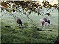 Cows grazing by Chipstead Lane