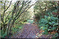 Path through Cwm Trewyddel