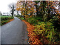 Fallen leaves along Greenan Road