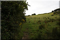 Coastal Path towards Luccombe Village