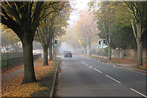 TL4556 : An autumn morning on Brooklands Avenue by John Sutton