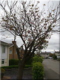 ST1998 : Cherry tree, Waun Goch Road, Oakdale by M J Roscoe