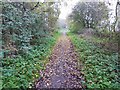 Leaves on the track