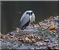 One-legged, headless heron