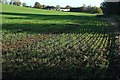 Young crop near Allington