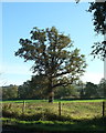 Tree west of Bridport