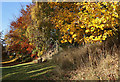 Autumn colours in the High Road Park, Galashiels