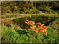 Fishery ponds, Ruskin Mill