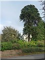 Monkey puzzle tree in a Tarraby garden