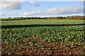 Arable land near Forthampton