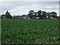 Crop field towards The Oaks