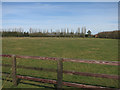 Horse fields, Woodditton