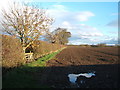 Field and hedgerow