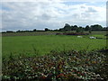 Grazing off Old Bury Road