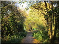 The Hornsea Rail Trail approaching Tween Dykes Road