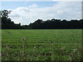 Farmland towards Howe Plantation