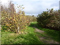 White Horse Wood Country Park