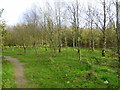 A planting of silver birch (Betula pendula) in White Horse Wood Country Park