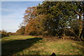 Line of oak trees through a paddock by Muckton Road