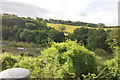 Allotments on the edge of Lewes