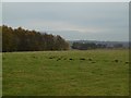 Molehills, Firth Muir of Boysack