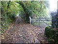 Field gate near Hannaford