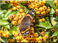 TQ2997 : Red  Admiral Butterfly on Cotoneaster Berries Trent Park, Enfield by Christine Matthews