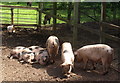 Pigs, St Werburghs City Farm