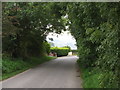 Tree arch at the top of Park Road