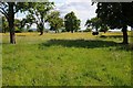 Cattle under trees