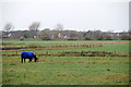 Horse in a field, near Shirdley Hill