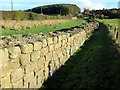 NZ1366 : Hadrian's Wall east of Heddon on the Wall by Andrew Curtis