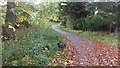 Old road in Autumn