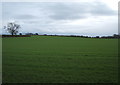 Crop field off Back Lane