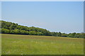 Meadow, South Park Farm