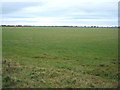 Grazing, Cowton Moor